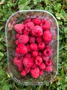 Fresh organic raspberries 150 SEK/kg (15 EUR/kg)