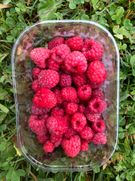 Fresh organic raspberries 150 SEK/kg (15 EUR/kg)
