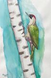 Green woodpecker/ Gröngöling