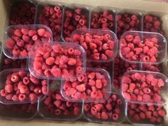 Fresh organic raspberries