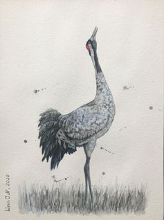 The eurasian crane