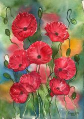 The poppies